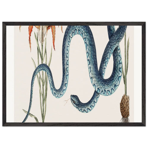 Wampum Snake (Anguis) from The natural history of Carolina, Florida, and the Bahama Islands (1754) by Mark Catesby. Archival Print on Museum Quality Matte Paper. Premium Wood Framed Wall Art. Optimised Aspect Ratio.