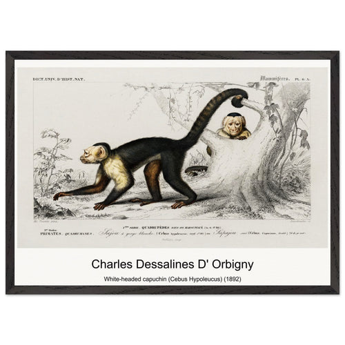 White-headed capuchin (Cebus Hypoleucus) (1892) by Charles Dessalines D' Orbigny. Archival Print on Museum Quality Matte Paper. Premium Wood Framed Wall Art. Optimised Aspect Ratio.