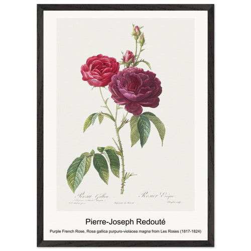 Purple French Rose, Rosa gallica purpuro-violacea magna from Les Roses (1817-1824) by Pierre-Joseph Redouté. Archival Print on Museum Quality Matte Paper. Premium Wood Framed Wall Art. Optimised Aspect Ratio.