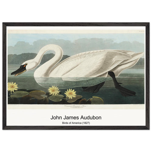 Birds of America (1827) by John James Audubon. Archival Print on Museum Quality Matte Paper. Premium Wood Framed Wall Art. Optimised Aspect Ratio.