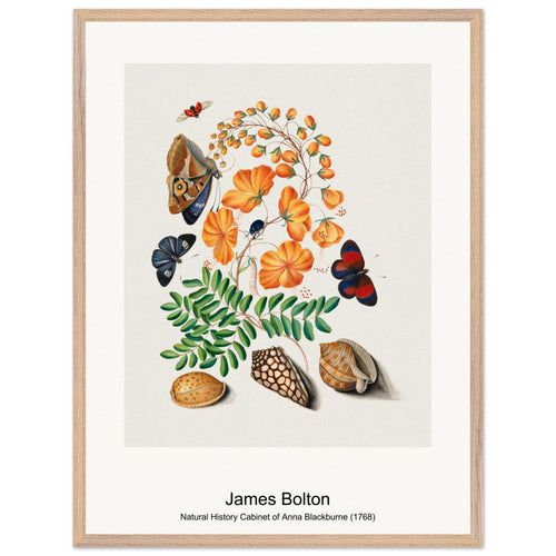 Natural History Cabinet of Anna Blackburne (1768) by James Bolton. Archival Print on Museum Quality Matte Paper. Premium Wood Framed Wall Art. Original Aspect Ratio