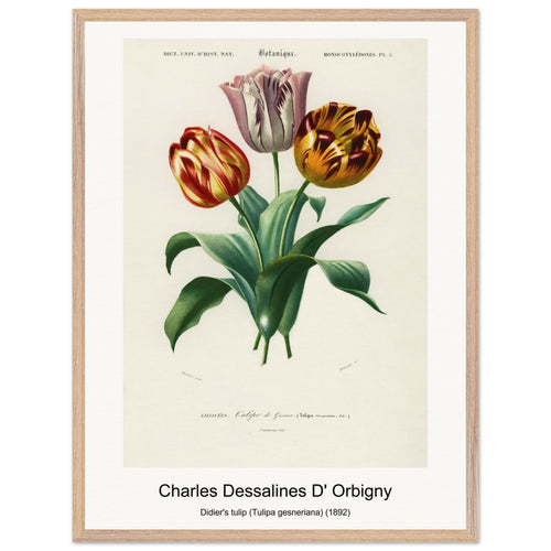 Didier's tulip (Tulipa gesneriana) (1892) by Charles Dessalines D' Orbigny. Archival Print on Museum Quality Matte Paper. Premium Wood Framed Wall Art. Optimised Aspect Ratio.