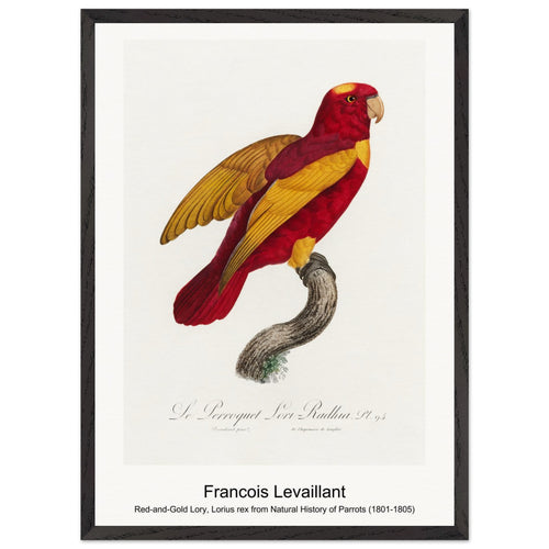 Red-and-Gold Lory, Lorius rex from Natural History of Parrots (1801-1805) by Francois Levaillant. Archival Print on Museum Quality Matte Paper. Premium Wood Framed Wall Art. Optimised Aspect Ratio.