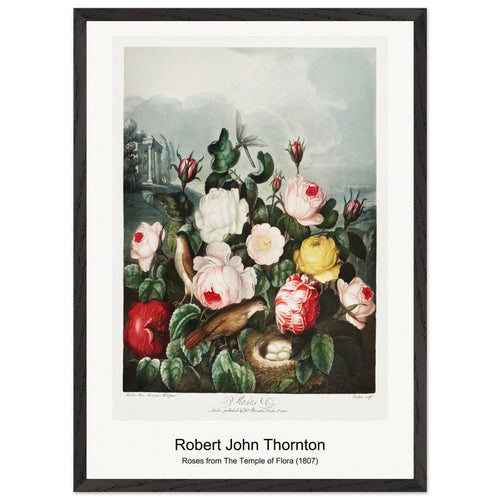 Tulips from The Temple of Flora (1807) by Robert John Thornton. Archival Print on Museum Quality Matte Paper. Premium Wood Framed Wall Art. Optimised Aspect Ratio.