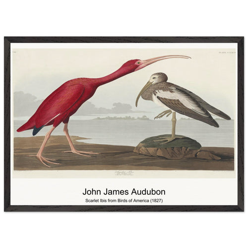 Scarlet Ibis from Birds of America (1827) by John James Audubon. Archival Print on Museum Quality Matte Paper. Premium Wood Framed Wall Art. Optimised Aspect Ratio.