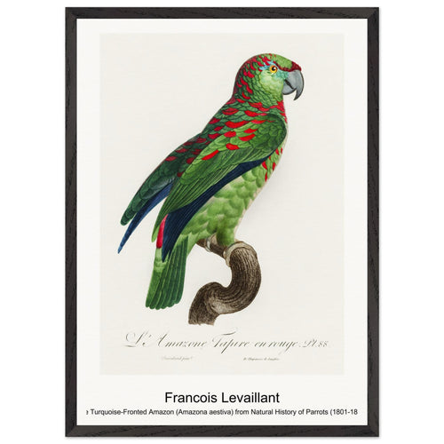 The Turquoise-Fronted Amazon (Amazona aestiva) from Natural History of Parrots (1801-1805) by François Levaillant. Archival Print on Museum Quality Matte Paper. Premium Wood Framed Wall Art. Original Aspect Ratio