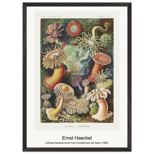 Actiniae-Seeanemonen from Kunstformen der Natur (1904) by Ernst Haeckel. Archival Print on Museum Quality Matte Paper. Premium Wood Framed Wall Art. Optimised Aspect Ratio.