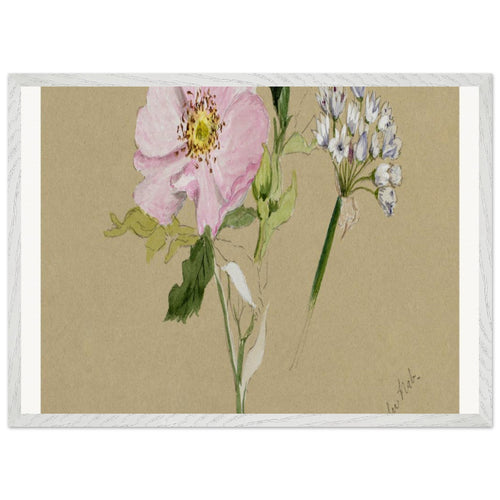 Flower Study (1876-1878) by Mary Vaux Walcott. Archival Print on Museum Quality Matte Paper. Premium Wood Framed Wall Art. Optimised Aspect Ratio.