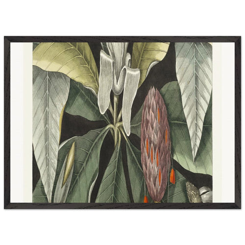 Umbrella Tree (Magnolia) from The natural history of Carolina, Florida, and the Bahama Islands (1754) by Mark Catesby. Archival Print on Museum Quality Matte Paper. Premium Wood Framed Wall Art. Optimised Aspect Ratio.