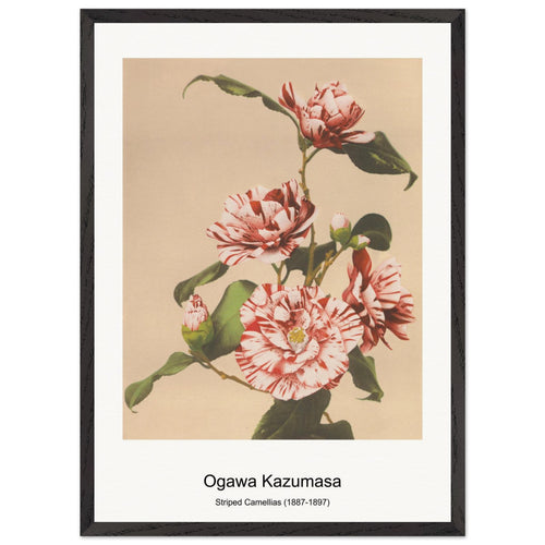 White Irises (1887-1897) by Ogawa Kazumasa. Archival Print on Museum Quality Matte Paper. Premium Wood Framed Wall Art. Original Aspect Ratio
