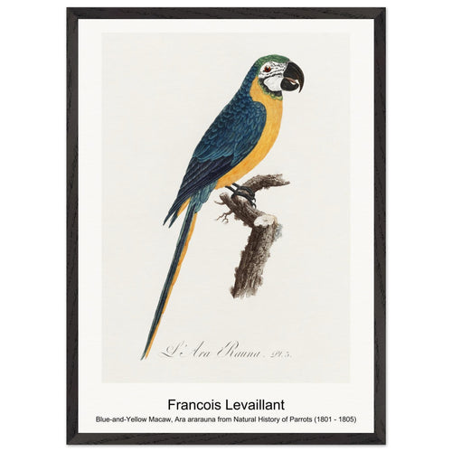 Blue-and-Yellow Macaw, Ara ararauna from Natural History of Parrots (1801 - 1805) by Francois Levaillant. Archival Print on Museum Quality Matte Paper. Premium Wood Framed Wall Art. Optimised Aspect Ratio.