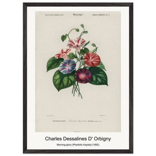 Morning-glory (Pharbitis hispida) (1892) by Charles Dessalines D' Orbigny. Archival Print on Museum Quality Matte Paper. Premium Wood Framed Wall Art. Optimised Aspect Ratio.