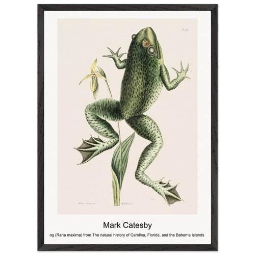 Bull Frog (Rana maxima) from The natural history of Carolina, Florida, and the Bahama Islands (1754) by Mark Catesby. Archival Print on Museum Quality Matte Paper. Premium Wood Framed Wall Art. Optimised Aspect Ratio.