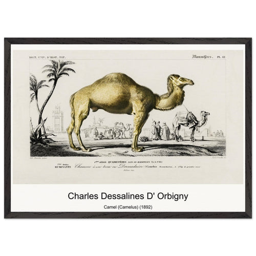 Camel (Camelus) (1892) by Charles Dessalines D' Orbigny. Archival Print on Museum Quality Matte Paper. Premium Wood Framed Wall Art. Optimised Aspect Ratio.