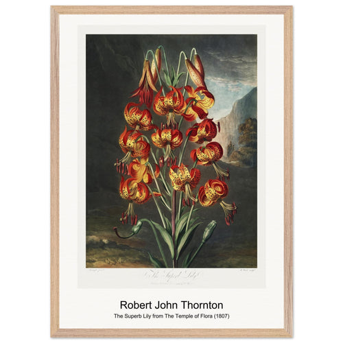 The Superb Lily from The Temple of Flora (1807) by Robert John Thornton. Archival Print on Museum Quality Matte Paper. Premium Wood Framed Wall Art. Optimised Aspect Ratio.