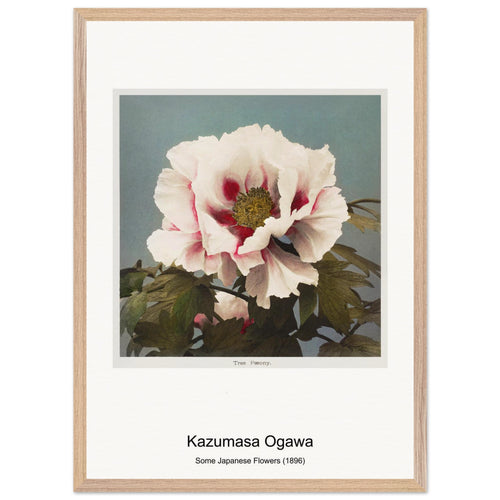 Some Japanese Flowers (1896) by Kazumasa Ogawa. Archival Print on Museum Quality Matte Paper. Premium Wood Framed Wall Art. Original Aspect Ratio