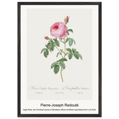 Burgundy Cabbage Rose, the Hundred-Leaves of Bordeaux (Rosa centifolia urgundiaca) from Les Roses (1817-1824) by Pierre-Joseph Redouté. Archival Print on Museum Quality Matte Paper. Premium Wood Framed Wall Art. Optimised Aspect Ratio.