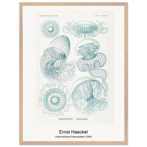 Leptomedusae-Faltenquallen (1904) by Ernst Haeckel. Archival Print on Museum Quality Matte Paper. Premium Wood Framed Wall Art. Original Aspect Ratio