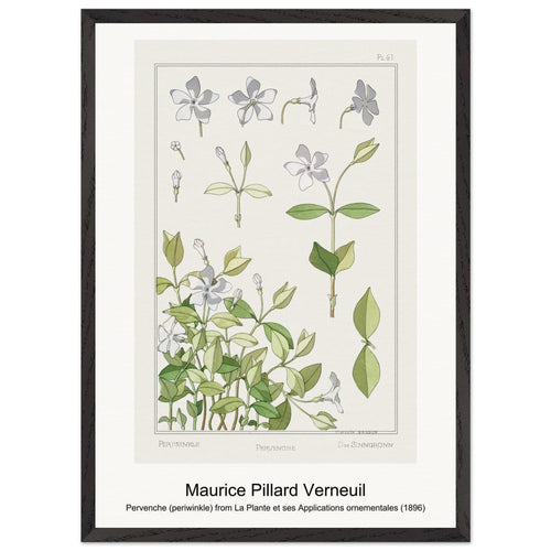 Pervenche (periwinkle) from La Plante et ses Applications ornementales (1896) by Maurice Pillard Verneuil. Archival Print on Museum Quality Matte Paper. Premium Wood Framed Wall Art. Original Aspect Ratio