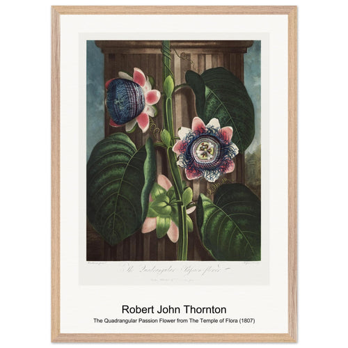 The Quadrangular Passion Flower from The Temple of Flora (1807) by Robert John Thornton. Archival Print on Museum Quality Matte Paper. Premium Wood Framed Wall Art. Original Aspect Ratio
