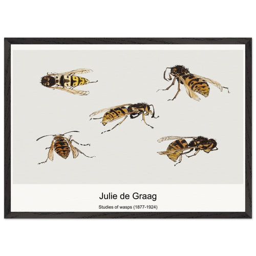 Studies of wasps (1877-1924) by Julie de Graag. Archival Print on Museum Quality Matte Paper. Premium Wood Framed Wall Art. Optimised Aspect Ratio.