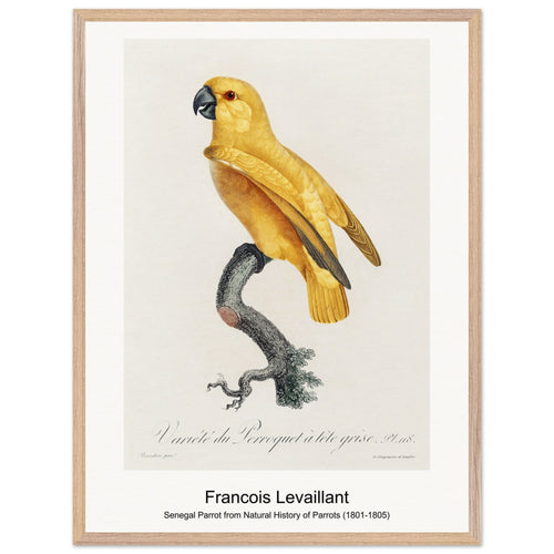Senegal Parrot from Natural History of Parrots (1801-1805) by François Levaillant. Archival Print on Museum Quality Matte Paper. Premium Wood Framed Wall Art. Optimised Aspect Ratio.