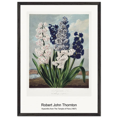 Roses from The Temple of Flora (1807) by Robert John Thornton. Archival Print on Museum Quality Matte Paper. Premium Wood Framed Wall Art. Original Aspect Ratio