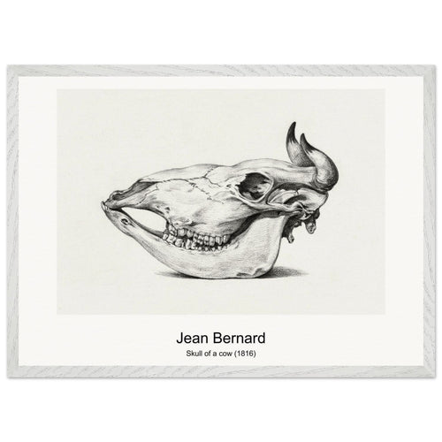 Skull of a cow (1816) by Jean Bernard. Archival Print on Museum Quality Matte Paper. Premium Wood Framed Wall Art. Original Aspect Ratio