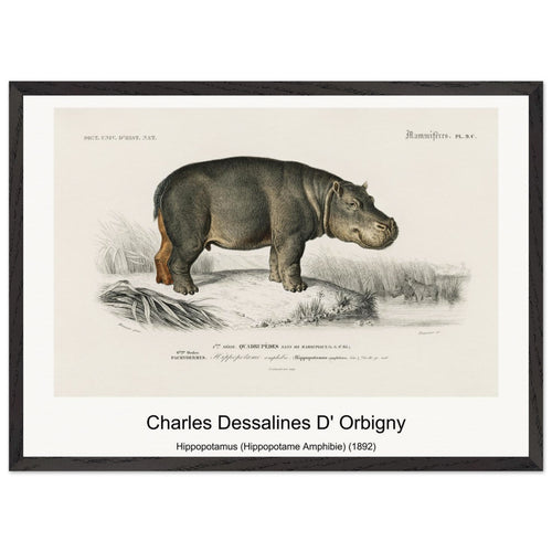 Hippopotamus (Hippopotame Amphibie) (1892) by Charles Dessalines D' Orbigny. Archival Print on Museum Quality Matte Paper. Premium Wood Framed Wall Art. Original Aspect Ratio