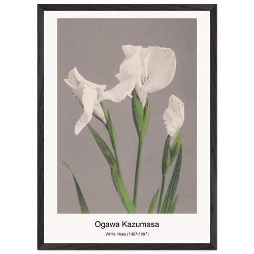 Cherry Blossom (1887-1897) by Ogawa Kazumasa. Archival Print on Museum Quality Matte Paper. Premium Wood Framed Wall Art. Optimised Aspect Ratio.