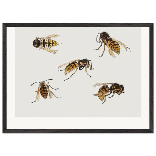 Studies of wasps (1877-1924) by Julie de Graag. Archival Print on Museum Quality Matte Paper. Premium Wood Framed Wall Art. Original Aspect Ratio