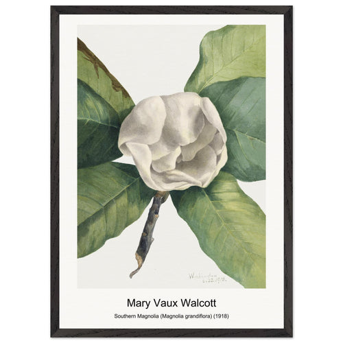 Southern Magnolia (Magnolia grandiflora) (1918) by Mary Vaux Walcott. Archival Print on Museum Quality Matte Paper. Premium Wood Framed Wall Art. Optimised Aspect Ratio.
