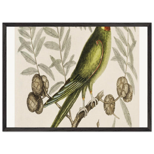 Parrot of Carolina (Psitticus Caroliniensis) from The Natural History of Carolina, Florida, and the Bahama Islands (1754) by Mark Catesby. Archival Print on Museum Quality Matte Paper. Premium Wood Framed Wall Art. Optimised Aspect Ratio.