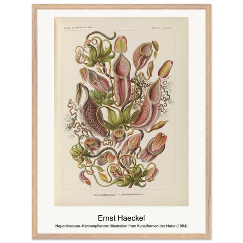 Nepenthaceae–Kannenpflanzen illustration from Kunstformen der Natur (1904) by Ernst Haeckel. Archival Print on Museum Quality Matte Paper. Premium Wood Framed Wall Art. Optimised Aspect Ratio.