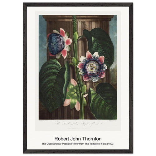Hyacinths from The Temple of Flora (1807) by Robert John Thornton. Archival Print on Museum Quality Matte Paper. Premium Wood Framed Wall Art. Optimised Aspect Ratio.