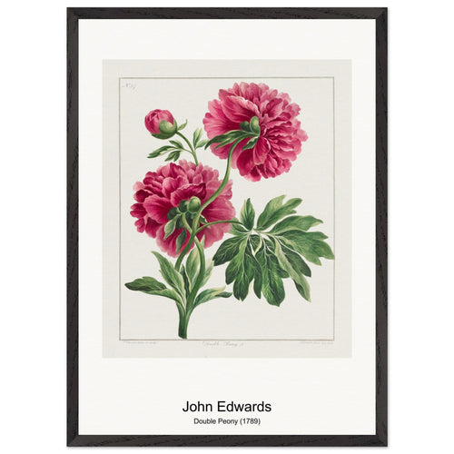 Double Peony (1789) by John Edwards. Archival Print on Museum Quality Matte Paper. Premium Wood Framed Wall Art. Original Aspect Ratio