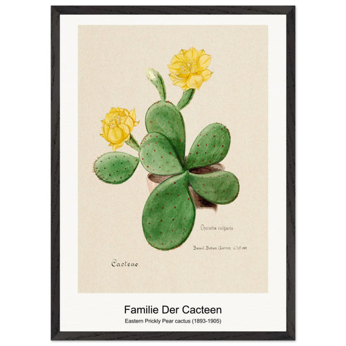 Eastern Prickly Pear cactus (1893-1905) by Familie Der Cacteen. Archival Print on Museum Quality Matte Paper. Premium Wood Framed Wall Art. Optimised Aspect Ratio.