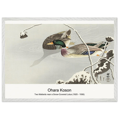 Two Mallards near a Snow-Covered Lotus (1925 - 1936) by Ohara Koson. Archival Print on Museum Quality Matte Paper. Premium Wood Framed Wall Art. Optimised Aspect Ratio.