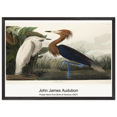 Purple Heron from Birds of America (1827) by John James Audubon. Archival Print on Museum Quality Matte Paper. Premium Wood Framed Wall Art. Optimised Aspect Ratio.