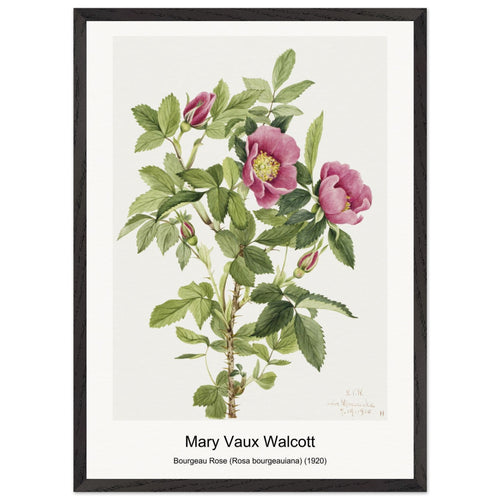 Bourgeau Rose (Rosa bourgeauiana) (1920) by Mary Vaux Walcott. Archival Print on Museum Quality Matte Paper. Premium Wood Framed Wall Art. Original Aspect Ratio