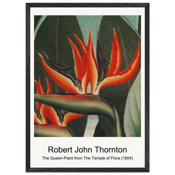 A Group of Carnations from The Temple of Flora (1807) by Robert John Thornton. Archival Print on Museum Quality Matte Paper. Premium Wood Framed Wall Art. Original Aspect Ratio