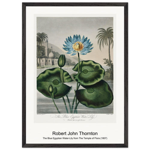 The Superb Lily from The Temple of Flora (1807) by Robert John Thornton. Archival Print on Museum Quality Matte Paper. Premium Wood Framed Wall Art. Original Aspect Ratio