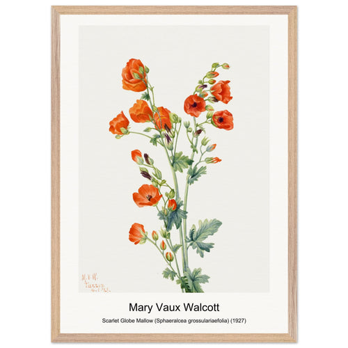 Scarlet Globe Mallow (Sphaeralcea grossulariaefolia) (1927) by Mary Vaux Walcott. Archival Print on Museum Quality Matte Paper. Premium Wood Framed Wall Art. Optimised Aspect Ratio.