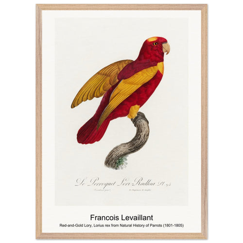 Red-and-Gold Lory, Lorius rex from Natural History of Parrots (1801-1805) by Francois Levaillant. Archival Print on Museum Quality Matte Paper. Premium Wood Framed Wall Art. Optimised Aspect Ratio.
