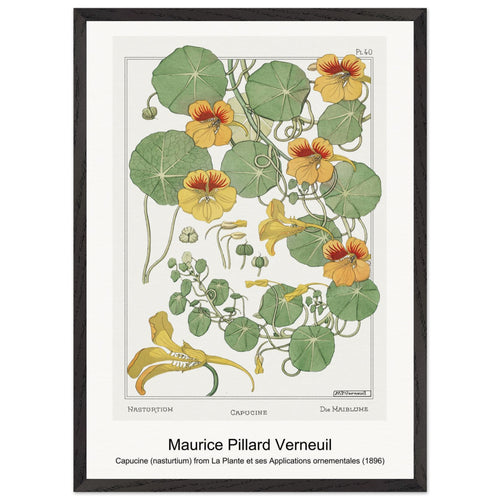 Capucine (nasturtium) from La Plante et ses Applications ornementales (1896) by Maurice Pillard Verneuil. Archival Print on Museum Quality Matte Paper. Premium Wood Framed Wall Art. Optimised Aspect Ratio.