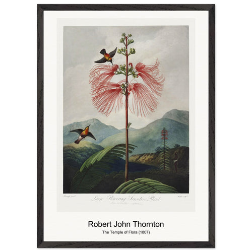 The Nodding Renealmia from The Temple of Flora (1807) by Robert John Thornton. Archival Print on Museum Quality Matte Paper. Premium Wood Framed Wall Art. Optimised Aspect Ratio.