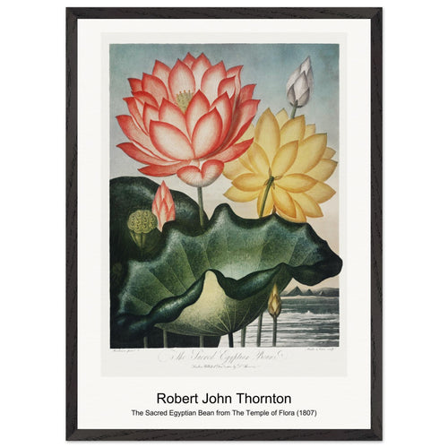The Narrow-Leaved Kalmia from The Temple of Flora (1807) by Robert John Thornton. Archival Print on Museum Quality Matte Paper. Premium Wood Framed Wall Art. Optimised Aspect Ratio.