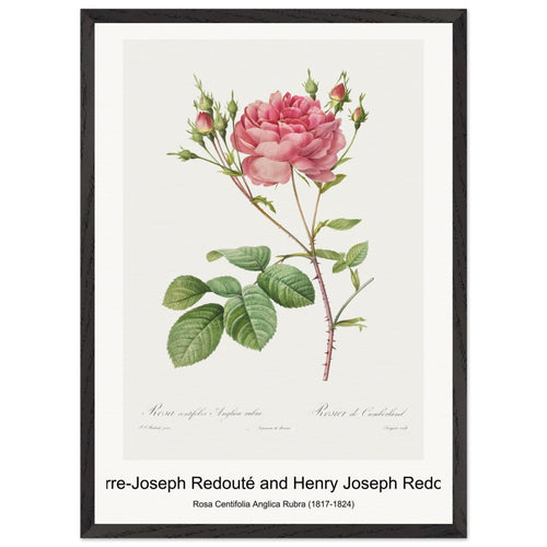 Rosa Gallica (1817-1824) by Pierre-Joseph Redouté. Archival Print on Museum Quality Matte Paper. Premium Wood Framed Wall Art. Optimised Aspect Ratio.