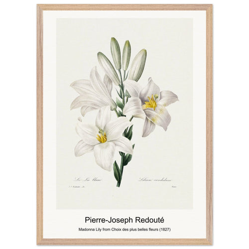 Madonna Lily from Choix des plus belles fleurs (1827) by Pierre-Joseph Redouté. Archival Print on Museum Quality Matte Paper. Premium Wood Framed Wall Art. Optimised Aspect Ratio.