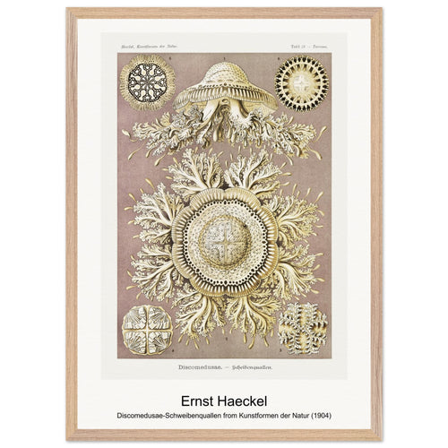 Discomedusae-Schweibenquallen from Kunstformen der Natur (1904) by Ernst Haeckel. Archival Print on Museum Quality Matte Paper. Premium Wood Framed Wall Art. Optimised Aspect Ratio.